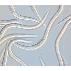 100 mil. Steinernema carpocapsae & Heterorhabditis bacteriophora nematodes